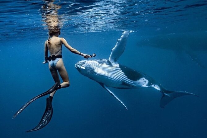 Swim in Moorea with Humpback Whales and More - The biologist check: safety you can actually feel