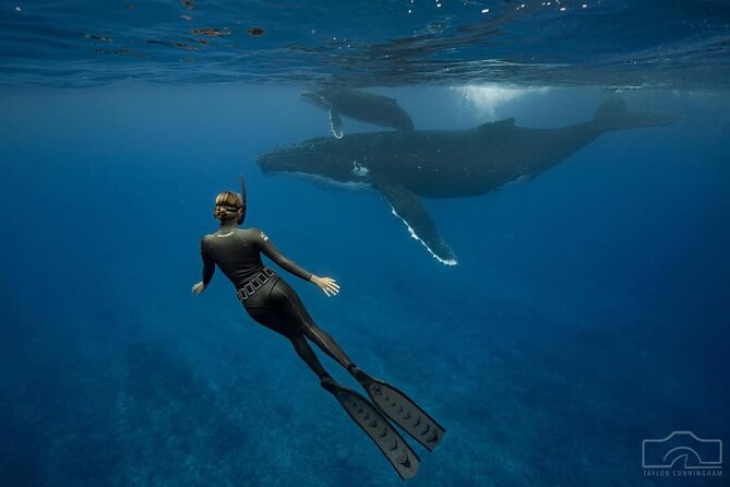 Swim in Moorea with Humpback Whales and More - Whale behavior you might see: mom and calf, singing, and heat runs