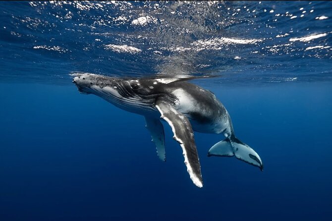 Swim in Moorea with Humpback Whales and More - When the water turns into a mixed-species day