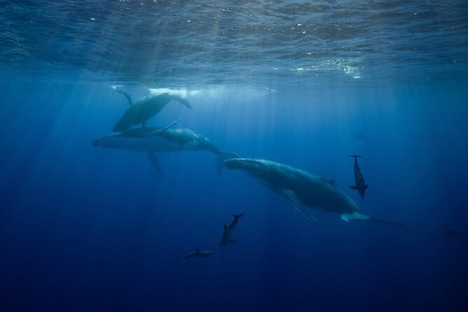 Swim in Moorea with Humpback Whales and More - Snorkeling comfort: wetsuits, gear, and what to bring