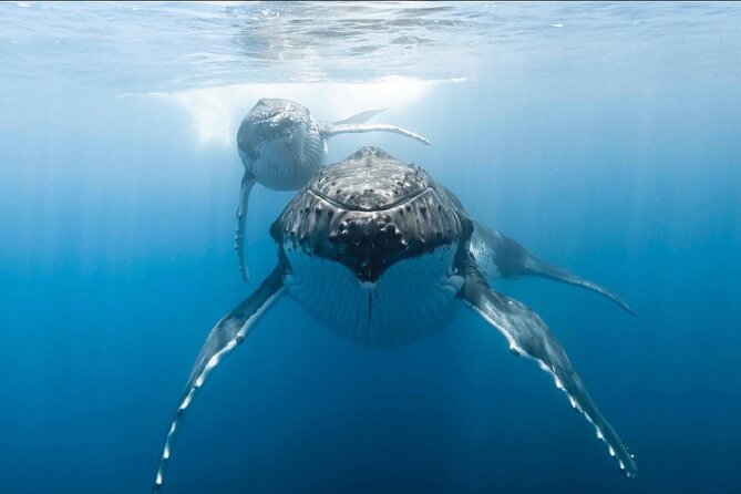 Swim in Moorea with Humpback Whales and More - What’s included for the price, and whether it’s worth $412.98