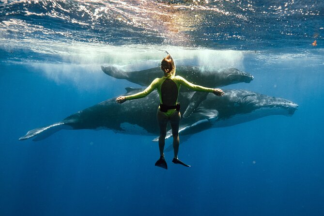 Swim with humpback whales - Key Things I’d Pay Attention To Before You Go