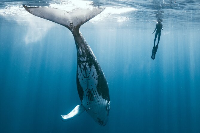 Swim with humpback whales - Season Check: July Through Early November Is Your Sweet Spot