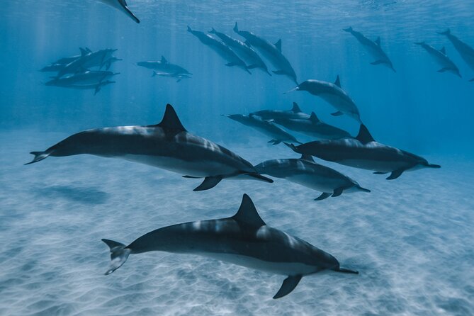 Swim with humpback whales - Safety, Fitness, and That Open-Water Reality Check