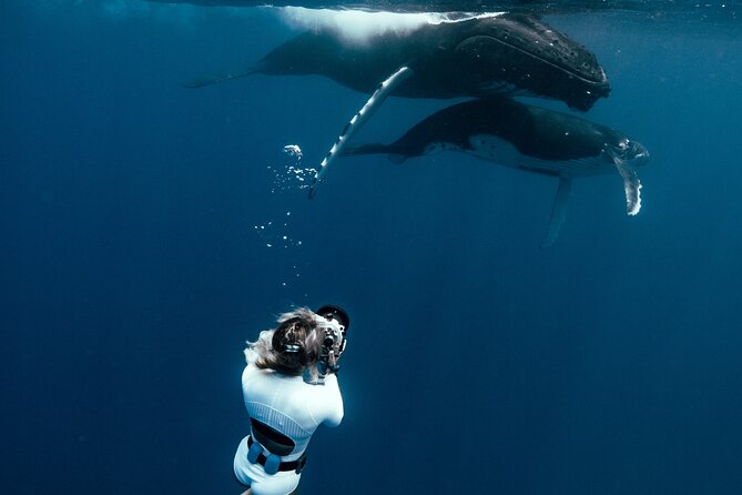 Swim with humpback whales - Meeting Point and the 8:30am Start, Then Right Into the Water