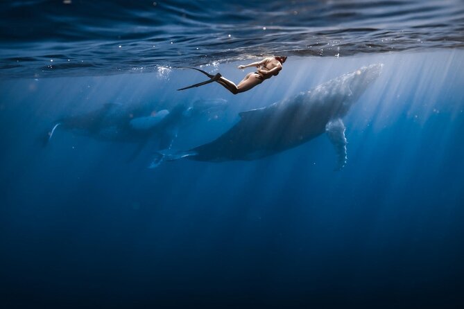 Swimming with Whales in Moorea (Half Day tour) - Key points before you book