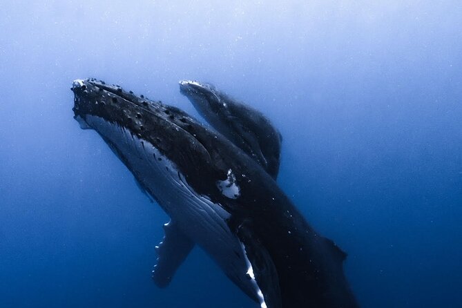 Swimming with Whales in Moorea (Half Day tour) - Gear and what you should bring yourself