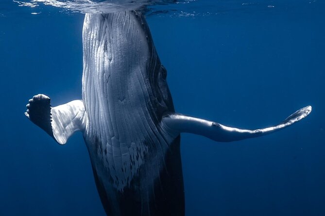 Swimming with Whales in Moorea (Half Day tour) - What the guide team does when it matters