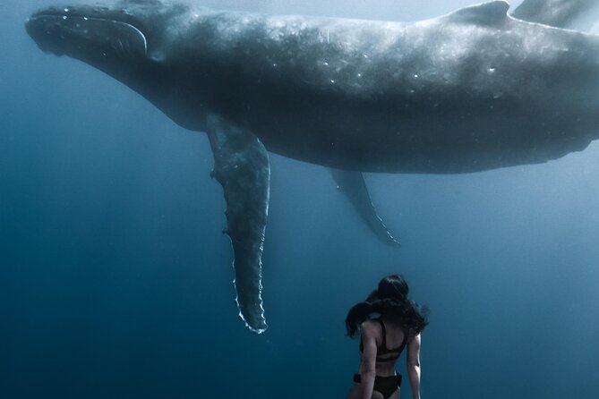 Swimming with Whales in Moorea (Half Day tour) - The best sightings: mom and calf moments