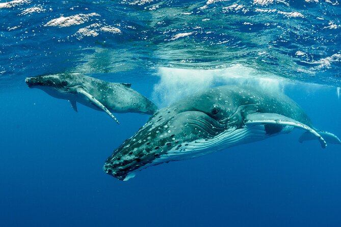 Swimming with Whales in Moorea (Half Day tour) - The half-day flow: pickup, search, and 1 to 2 entries