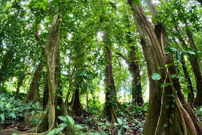 Taha'a Island or Raiatea Boat Tour - A full-day mix of vanilla, pearls, rum, and Raiatea snorkeling