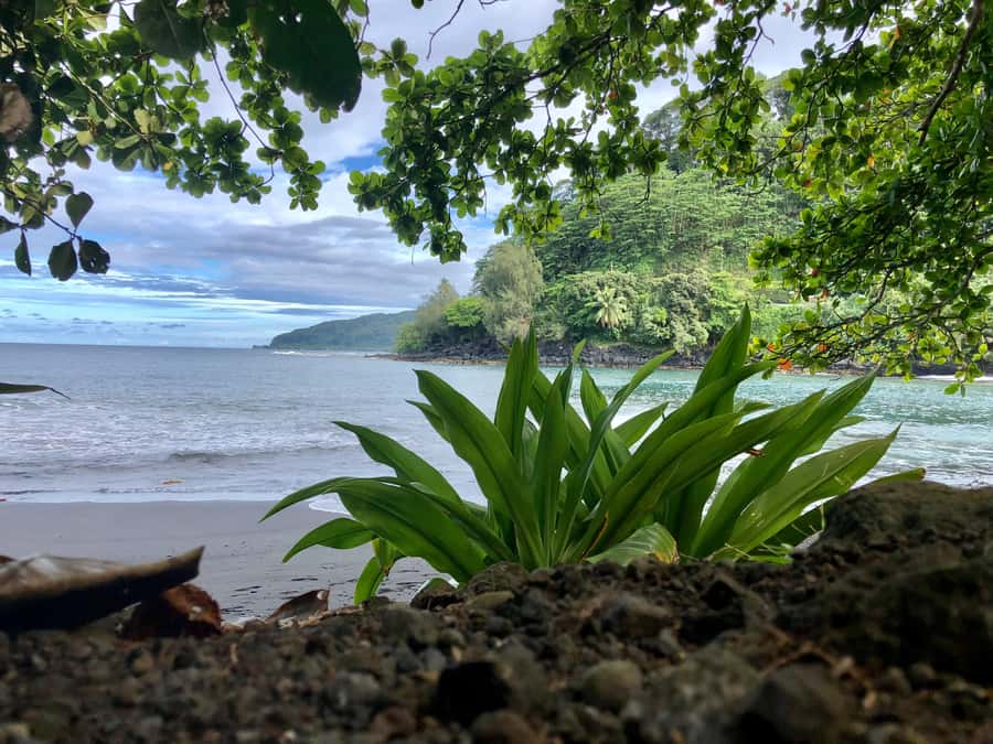 Tahiti: East or West coast tour (Half Day) - Vahipai Water Garden: a calm ending with strong contrast