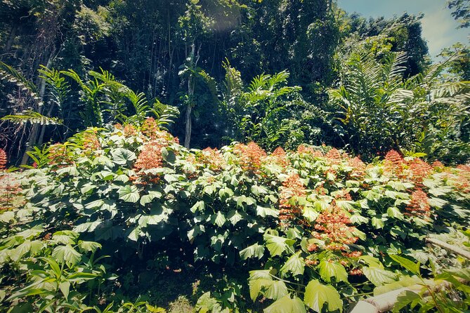 Tahiti Half Day Coastal Private Tour - Weather, Timing, and How to Make the Day Feel Smooth