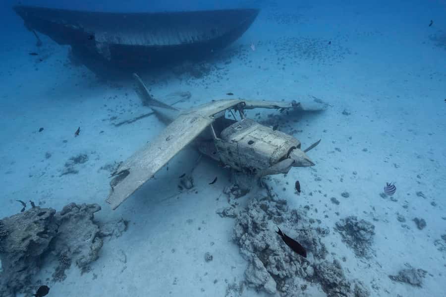 Tahiti island: 4 hours Snorkeling Tour - Dolphin watching and snorkeling in one 4-hour loop