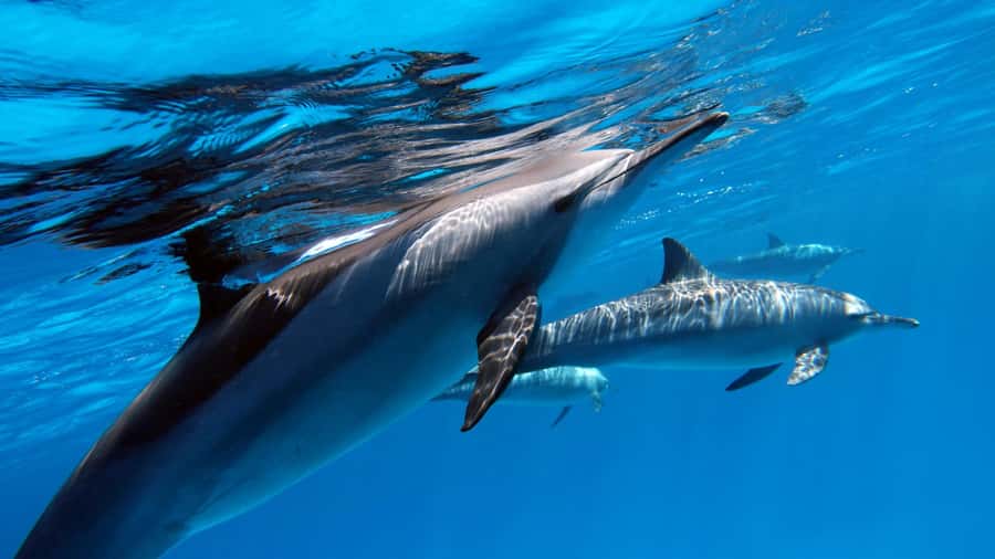 Tahiti island: 4 hours Snorkeling Tour - Dolphin spotting: best chance is early, and the crew watches with you