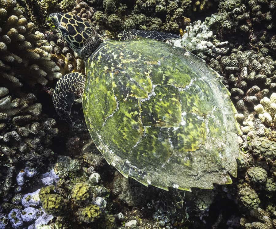 Tahiti island: 4 hours Snorkeling Tour - Sea turtles, stingrays, and what not to count on
