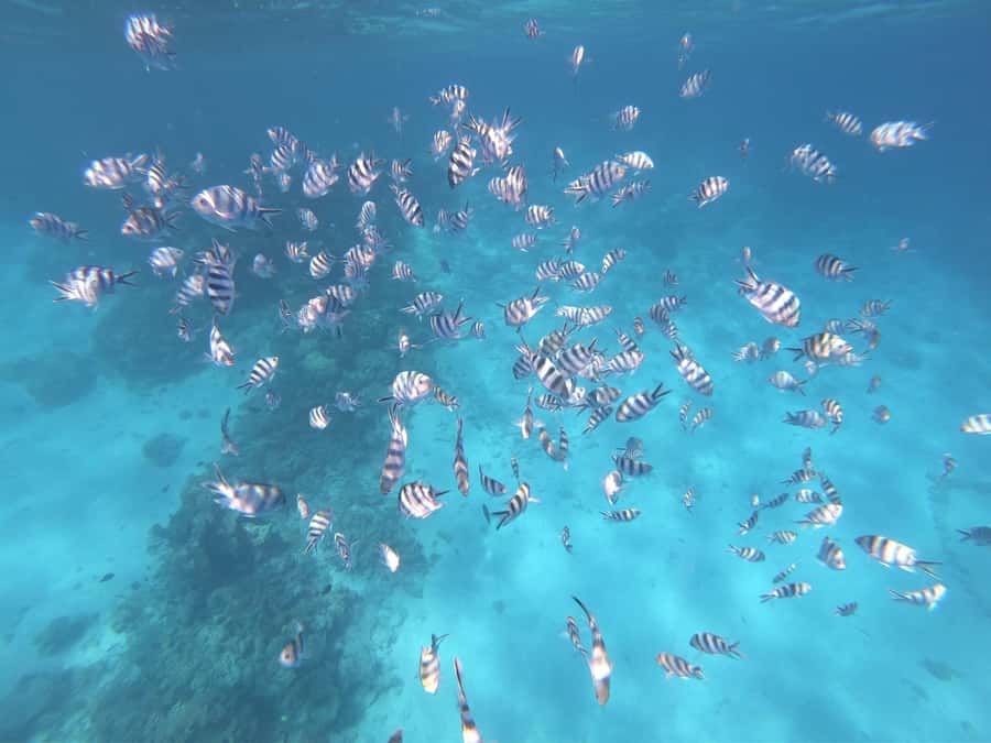 Tahiti island: 4 hours Snorkeling Tour - Snorkeling gear and safety: what guides do that makes it easier