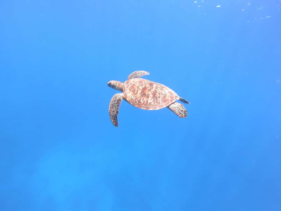 Tahiti island: 4 hours Snorkeling Tour - How the 4-hour day flows, stop by stop