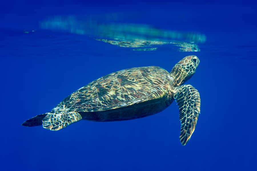 Tahiti island: 5 hours Snorkeling Picnic - Who should book this Tahiti snorkeling picnic