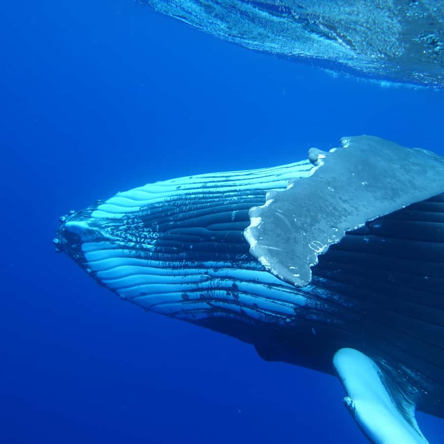 Tahiti island: Whale watching Experience - Key things I’d circle before you book