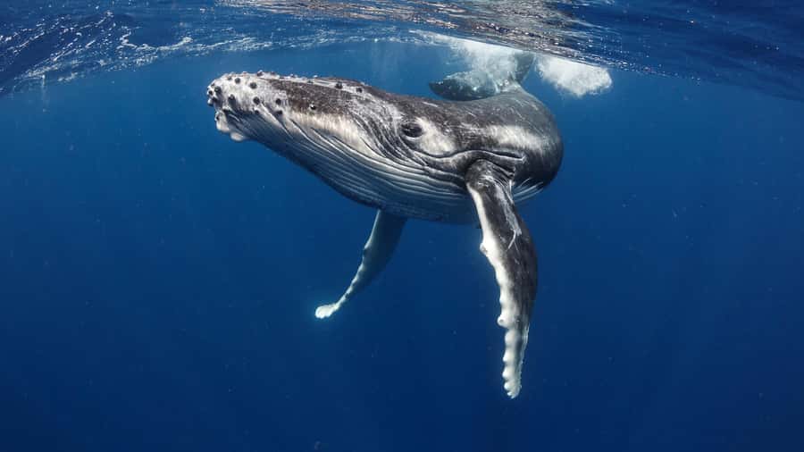 Tahiti island: Whale watching Experience - Why the July to November humpback season sets expectations
