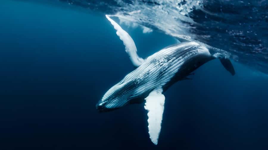 Tahiti island: Whale watching Experience - The 5 hours on the water: the rhythm of your Tahiti day