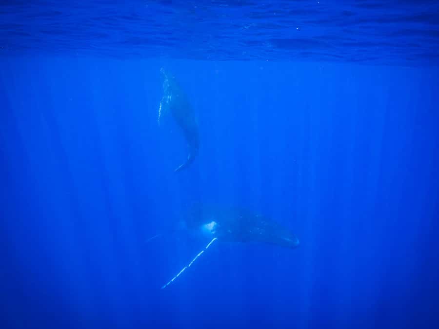 Tahiti island: Whale watching Experience - The respect piece: distance rules, animal welfare, and how it shows up