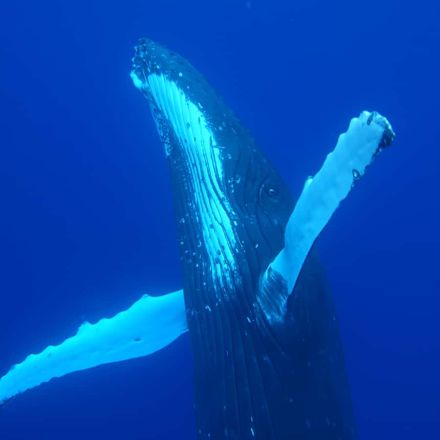 Tahiti island: Whale watching Experience - Price and value: what $227 really buys you