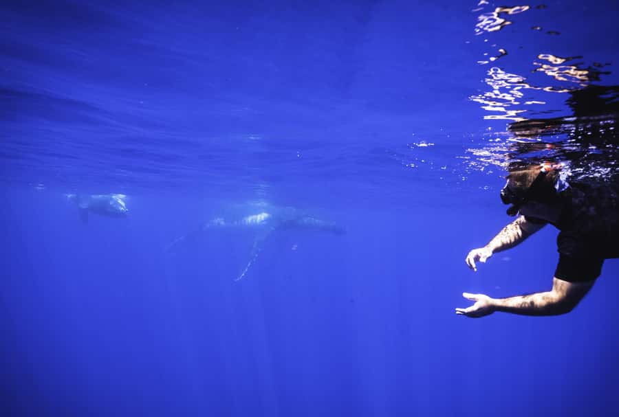 Tahiti island: Whale watching Experience - Pickup, drop-off, and how not to get stuck with extra transport time