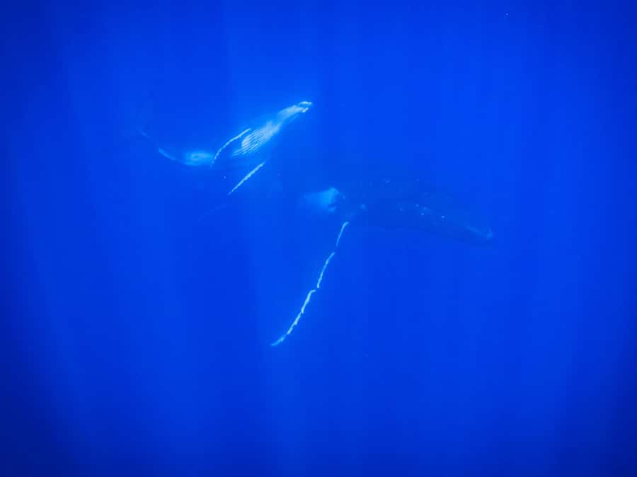 Tahiti island: Whale watching Experience - What to pack, and the one item you cannot forget
