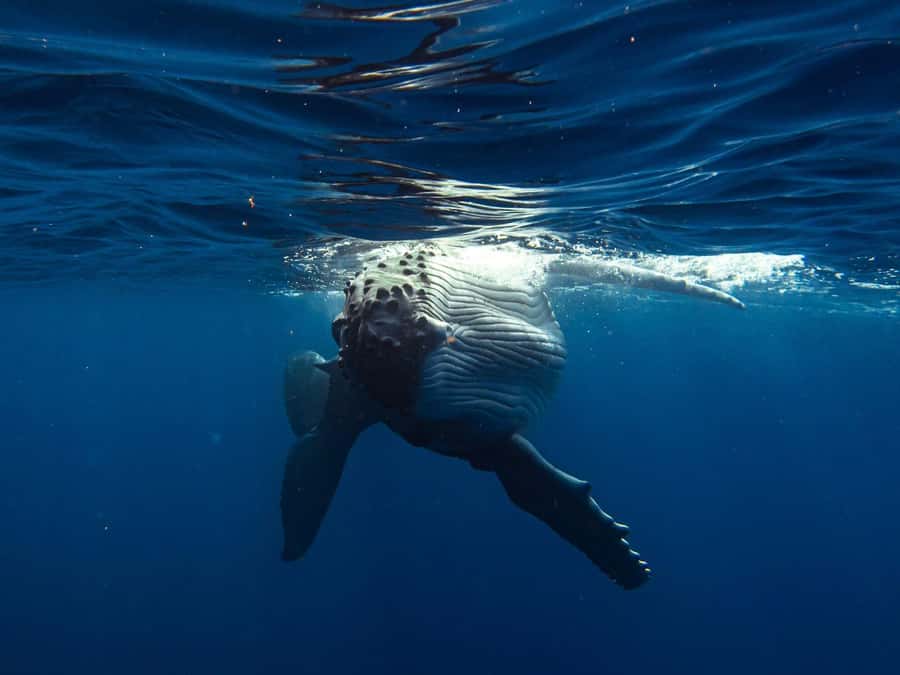 Tahiti island: Whale watching Experience - The small boat setup, and why “max 12” changes everything