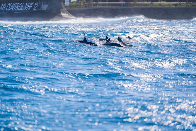 Tahiti Lagoon Snorkeling and Lunch Boat Tour (6 pax max) - Stop 2, Punaauia stingray spot: what to expect at the first swim