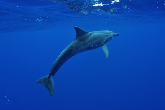 Tahiti, land of whales: a unique experience! - Tahiti’s Kaoriki whale and turtle tour: the vibe in plain terms