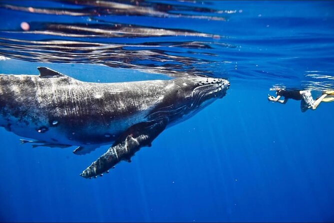 Tahiti, land of whales: a unique experience! - The Kaoriki experience: safety, culture, and a guide named Naea