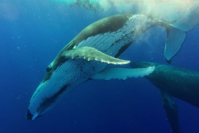 Tahiti, land of whales: a unique experience! - Taapuna sandbank finale: why the ending is more than a footnote