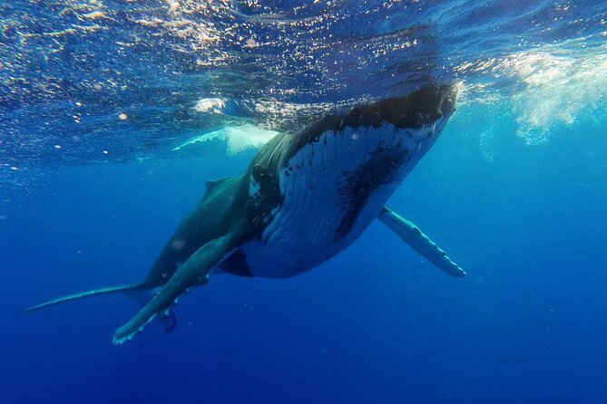 Tahiti, land of whales: a unique experience! - Food and comfort: snacks and drinks, plus what you need to bring