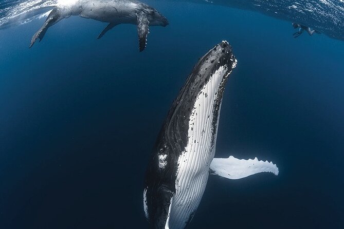 Tahiti, land of whales: a unique experience! - What you’ll actually see: whales, turtles, and the West Coast mountains