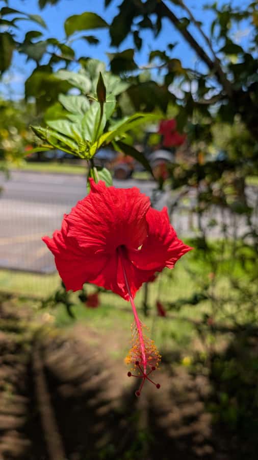 Tahiti: Northeast Coast Waterfalls&Viewpoints Half Day Tour - Motu Anapa and Pointe Tapahi: black sand, surf energy, and local rhythm
