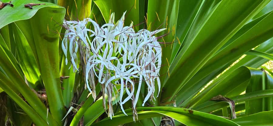 Tahiti: Private Half Day Culture and Nature Highlights Tour - Sacred Marae Arahurahu: stepping into a stone-temple setting in a green park