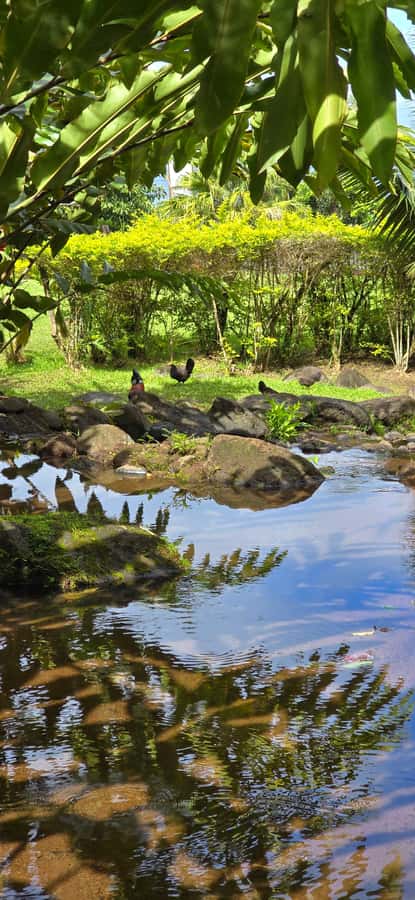 Tahiti: Private Half Day Culture and Nature Highlights Tour - The mountain-and-lagoon drive, plus Phaeton Bay’s sheltered calm
