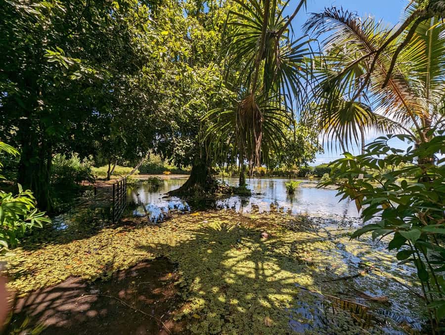 Tahiti Private Half Day Tour. Nature, history and culture - Your culture-first start at Ārahurahu Marae (Paea)