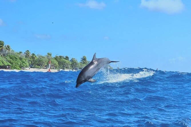 The Blue Lagoon by private boat - Dolphins at Tiputa pass, then straight into the coral garden