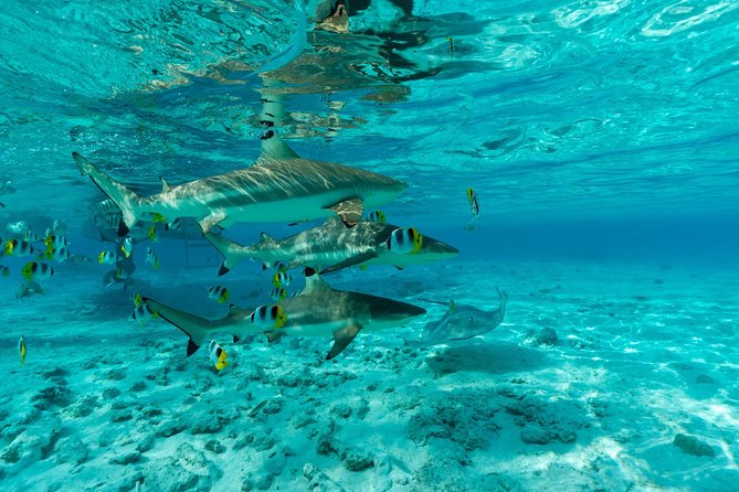 Toa Boat Bora Bora Private Lagoon tour On Ambassador Boat - Private lagoon time on the Ambassador boat, with a slide