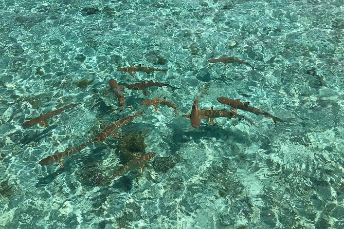 Toa Boat Bora Bora Private Lagoon tour with Lunch on Entertainer Bar Boat - Stingrays and reef sharks: making it a respectful, fun moment