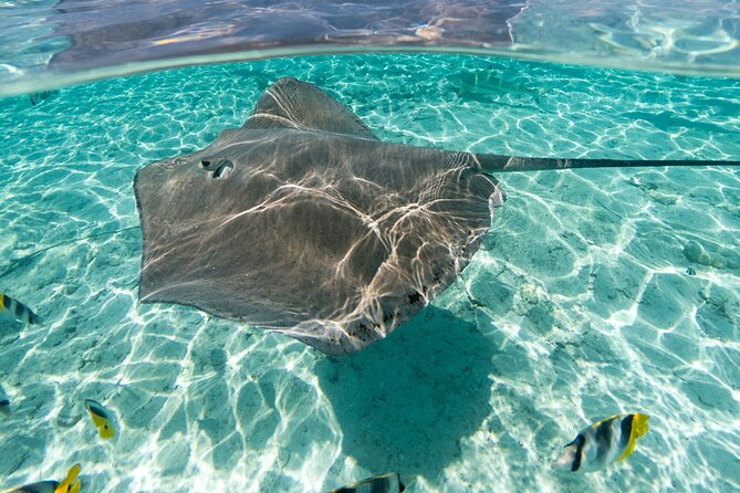 Toa Boat Bora Bora Private Lagoon tour with Lunch On Majestic Pontoon Boat - Lunch on board: the Vaiana-style menu you’ll actually remember