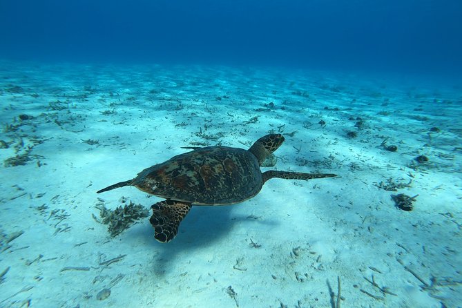 Tohora Bora Bora Snorkeling Lagoon Tours - Key Things I’d Focus on Before You Book