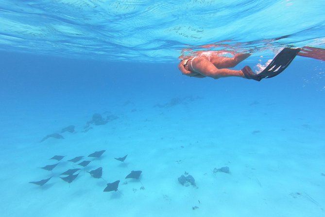 Tohora Bora Bora Snorkeling Lagoon Tours - Whale Watching in Whale Season, Plus the Bonus of Open Ocean Time