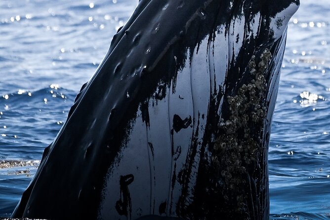 Watch and Swim with Humpback Whales in Moorea - Key highlights you’ll feel on the water