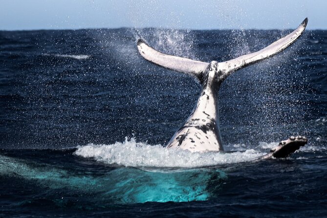Watch and Swim with Humpback Whales in Moorea - Getting to Coco Beach and how the half-day feels