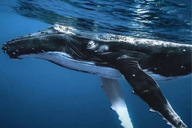 Watch and Swim with Humpback Whales in Moorea - Who should book this whale watch and swim?